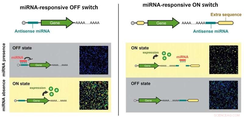RNA Logic Gates Enhance Stem Cell Quality for Cell Therapies