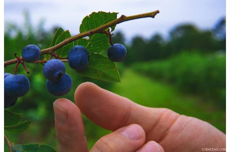 Why Do We Crave Sugar? Exploring the Evolutionary Roots of Sweetness