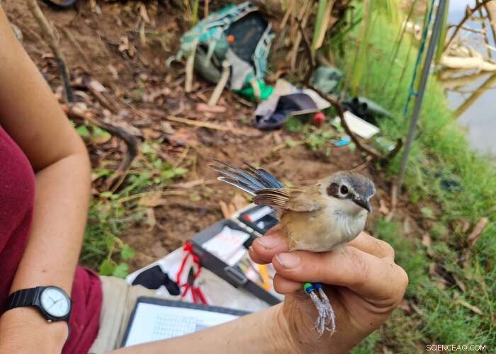 Unusual Breeding Behavior in Purple-Crowned Fairy Wrens: A Kimberley Study