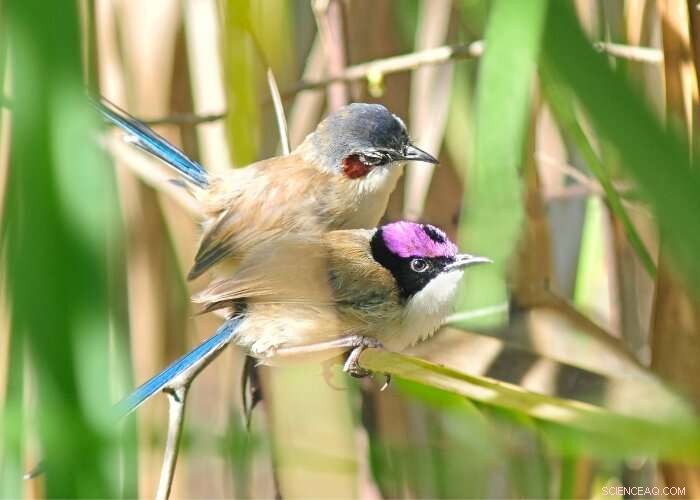Unusual Breeding Behavior in Purple-Crowned Fairy Wrens: A Kimberley Study