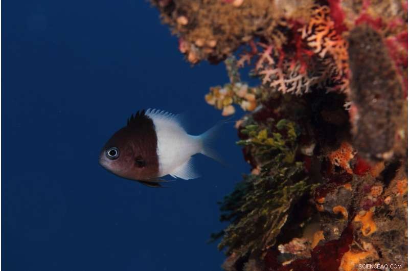 Automated Fish Call Identification System Developed by Oregon State University