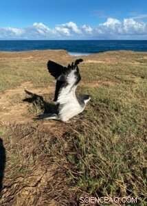 Protecting Hawaiian Birds: Solar Installation Best Practices