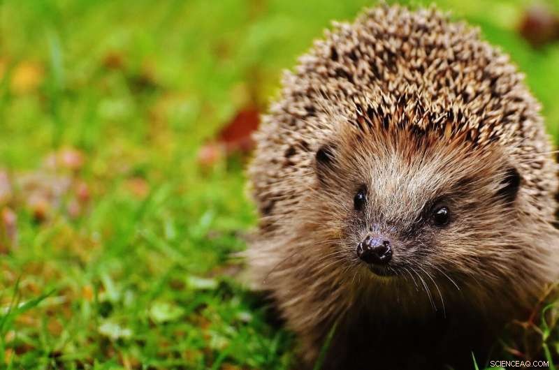 Ancient Origins of MRSA: New Research Reveals Resistance in Hedgehogs Before Antibiotics