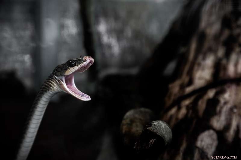 Four-Legged Snake Fossil Rewrites Evolutionary History