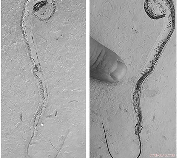 Four-Legged Snake Fossil Rewrites Evolutionary History