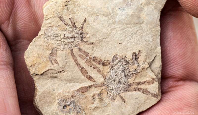 Ancient Crab Eyes Reveal New Insights into Evolution