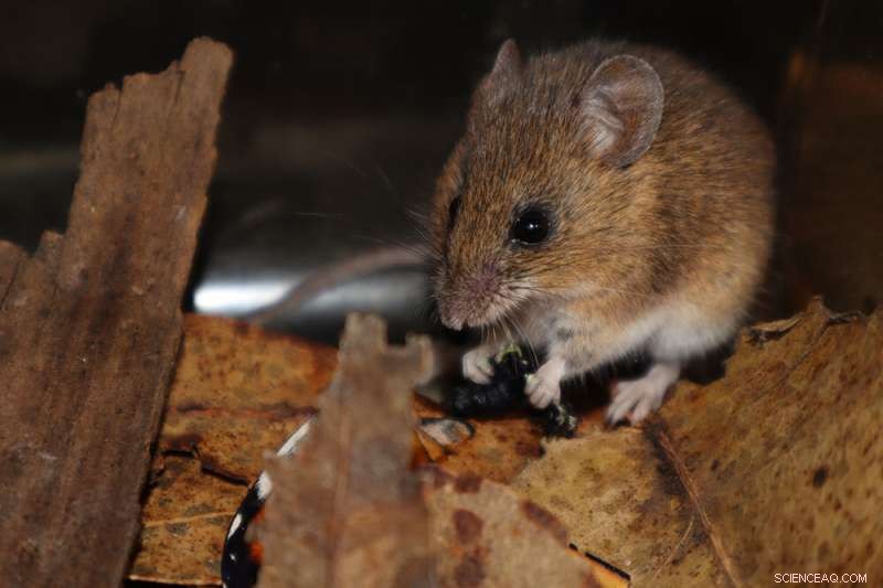 Monarch Butterfly Predators: California Mice and Chemical Defenses
