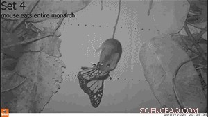 Monarch Butterfly Predators: California Mice and Chemical Defenses