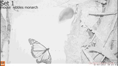 Monarch Butterfly Predators: California Mice and Chemical Defenses