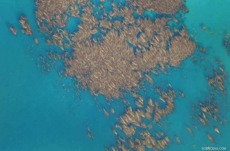 Remote Sensing Reveals Growth Patterns of Giant Kelp Ecosystems