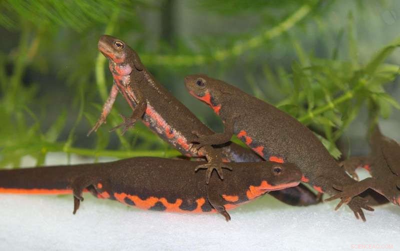 Salamander Skin Regeneration: A Potential Model for Human Healing
