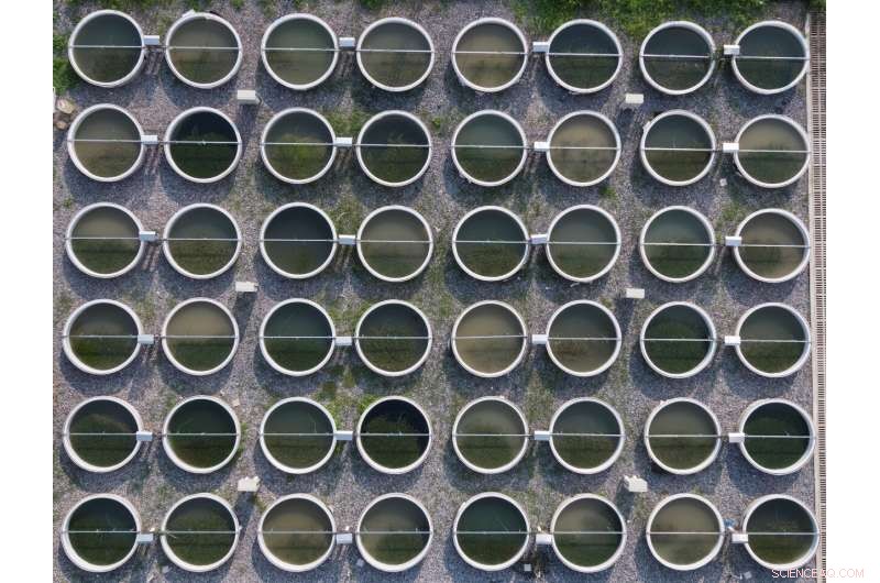 Climate Change & Fish: How Warming Waters Trigger Ecosystem Shifts