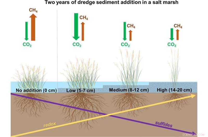 Salt Marsh Sedimentation: Protecting Coastlines with the Goldilocks Effect