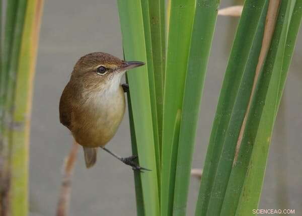 Animal Navigation: Uncovering Nature s Incredible GPS Systems