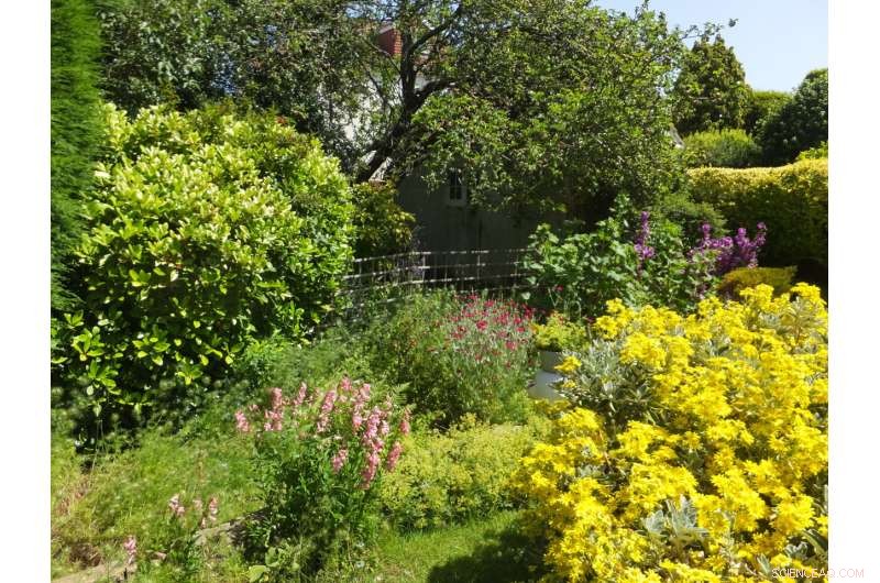 Urban Gardens: A Year-Round Food Source for Pollinators