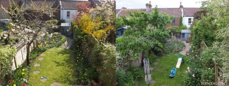 Urban Gardens: A Year-Round Food Source for Pollinators