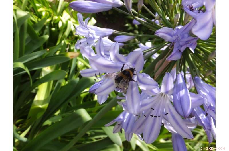 Urban Gardens: A Year-Round Food Source for Pollinators