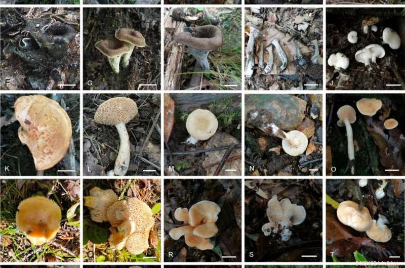 New Hydnaceae Species Enhance Understanding of Fungal Evolution