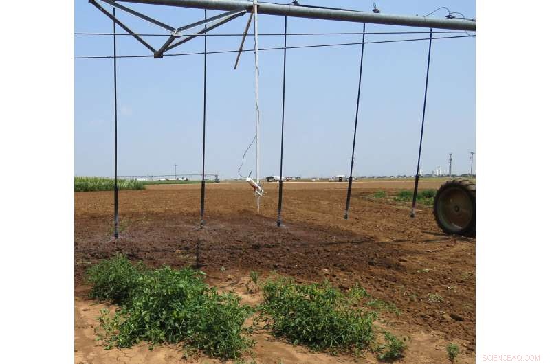 Mobile Drip Irrigation Boosts Watermelon Yields & Efficiency - Texas A&M Study