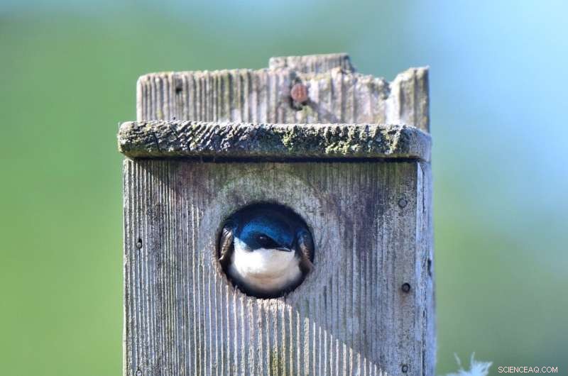 Bird Species & Crop Safety: Understanding Foodborne Risk