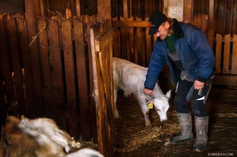 Latvian Blue Cow: A Remarkable Recovery from Near Extinction