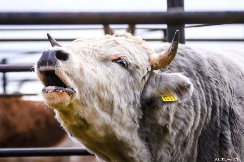 Latvian Blue Cow: A Remarkable Recovery from Near Extinction