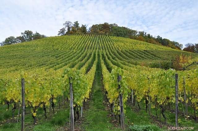 Grapevine Pinot Gris Virus (GPGV): Latest Research & Detection Technologies