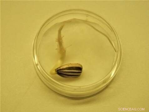 Sun & Moon s Gravity: How Celestial Rhythms Affect Animal & Plant Behavior