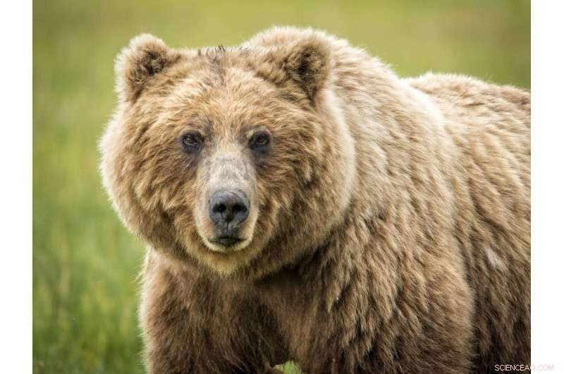 Ancient DNA Reveals Bear and Lion Disappearances & Return