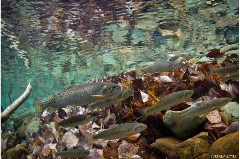 Climate Change and Invasive Species Threaten Native Trout Populations