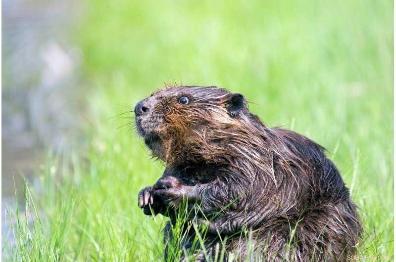 Beavers: Keystone Species for Freshwater Ecosystems - Conservation & Stability