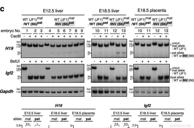 Impact of Inverted DNA Alleles on Gene Expression: A Paternal Inheritance Study