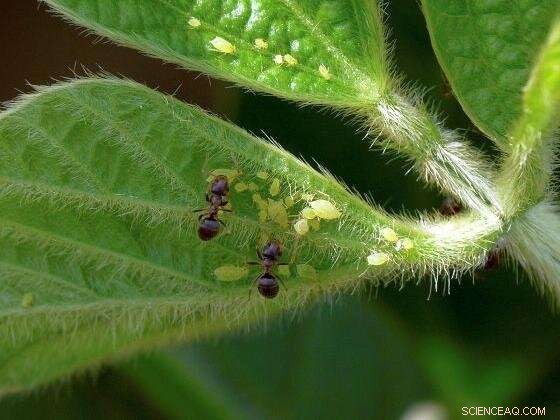 Systemic Insecticides in Honeydew: Risks to Beneficial Insects