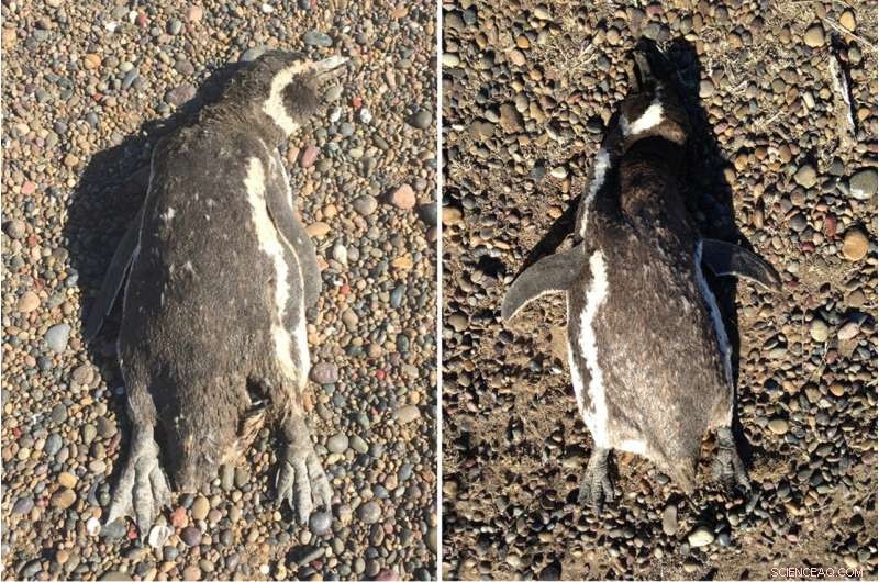 Magellanic Penguin Die-Off in 2019 Heatwave: A Case of Climate Impact