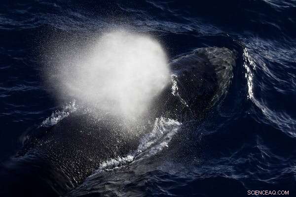 Whale Watching: A Comprehensive Guide for Beginners