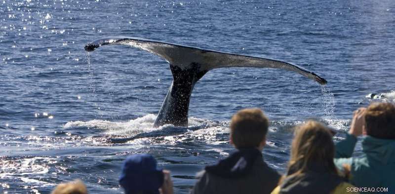 Whale Watching: A Comprehensive Guide for Beginners