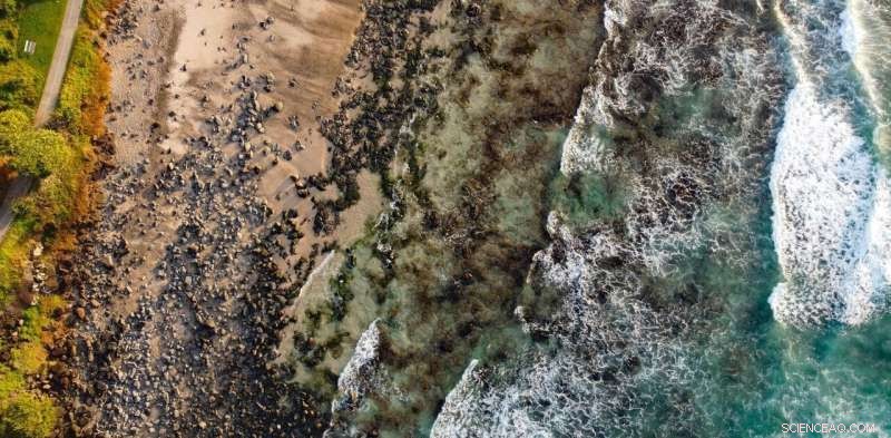 Coastal Wildlife Spotting: Top Animals to See in Australia This Summer