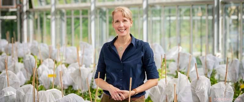 Plant Heat Stress Response: Unlocking Molecular Mechanisms for Resilience