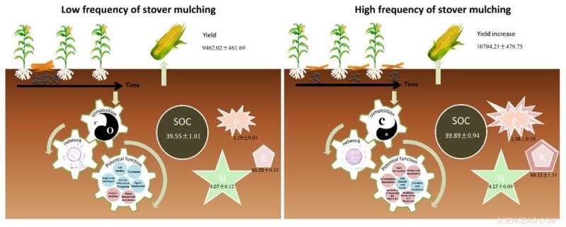 How Cover Cropping Boosts Soil Health with Beneficial Bacteria