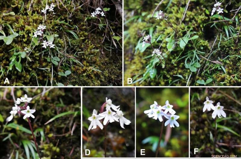 Rare Orchid Species Discovered in Sichuan, China - Botanical Garden