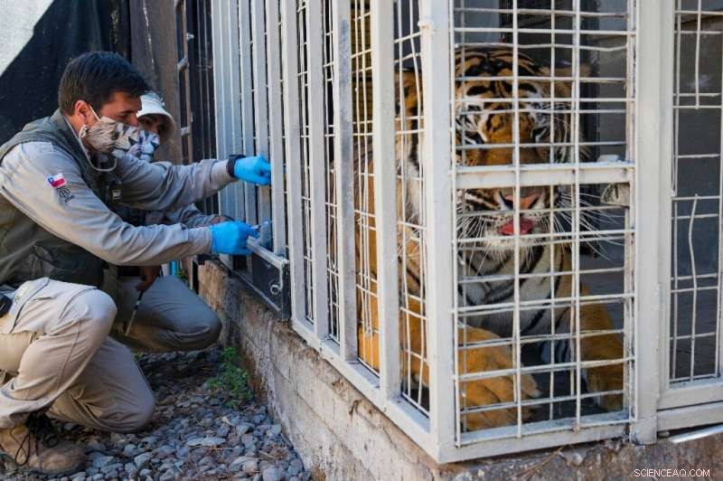 Chilean Zoo Vaccinates Big Cats & Orangutans Against COVID-19 - A First in Latin America