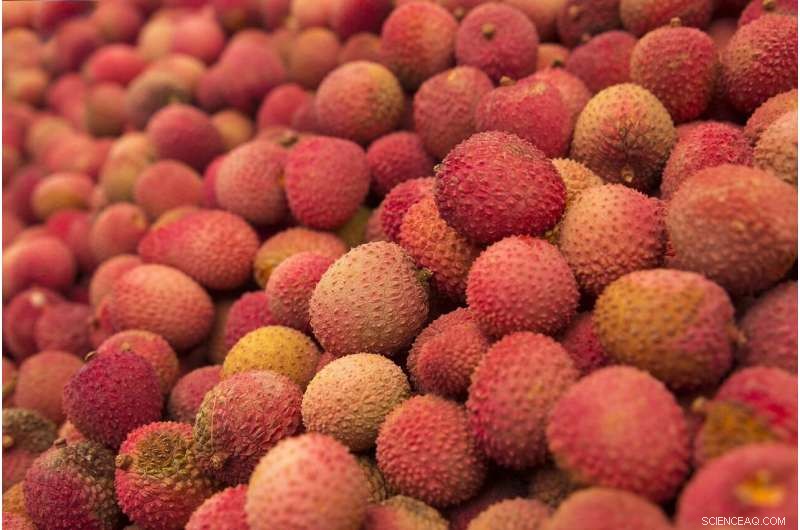 Lychee Genome Research: Unlocking the Secrets of the Tropical Fruit