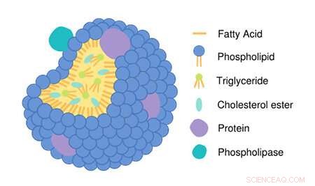 New Drug Targets for Cardiovascular Disease: A Computer Model of Lp-PLA2