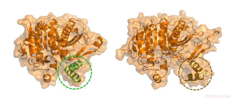 New Drug Targets for Cardiovascular Disease: A Computer Model of Lp-PLA2