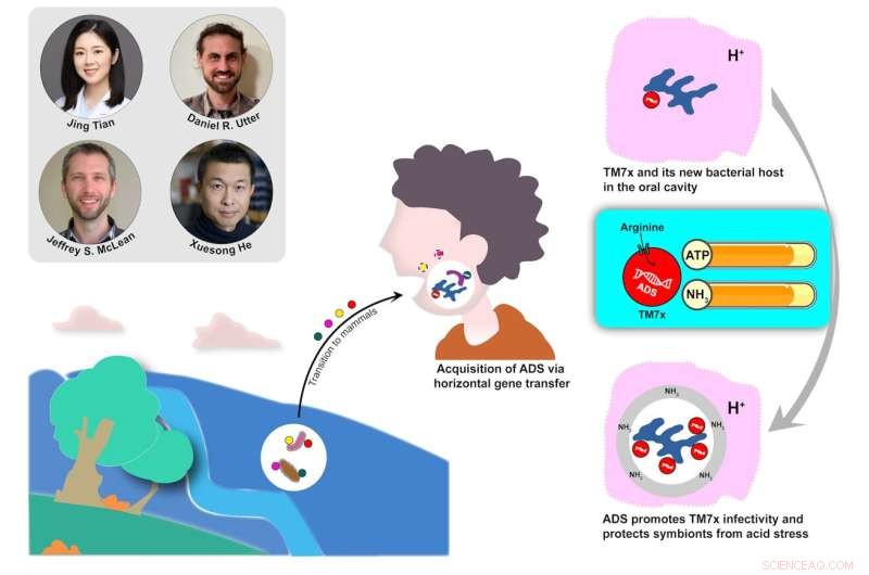 Understanding How Bacteria Adapt to Human Hosts: A Deep Dive into TM7 and the Arginine Deiminase System