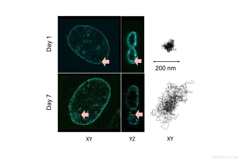Nuclear Flexibility: How Cell Nuclei Direct Cellular Differentiation