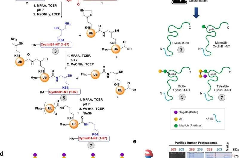 Novel Pathway Discovered: Protecting Human Cells from Protein Damage