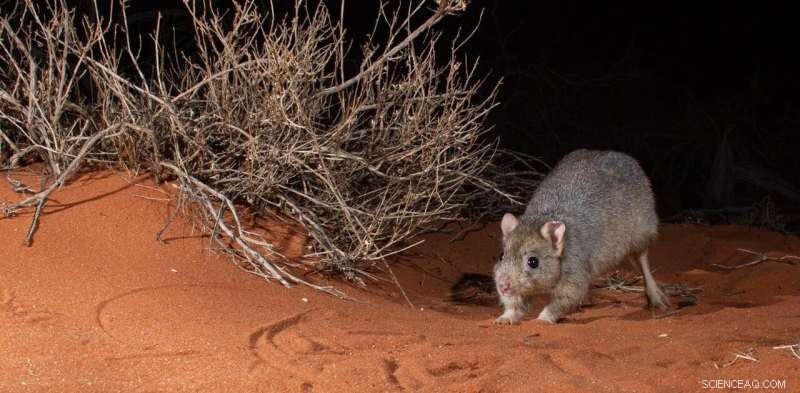 Predator Reintroduction: Can It Save Endangered Species?