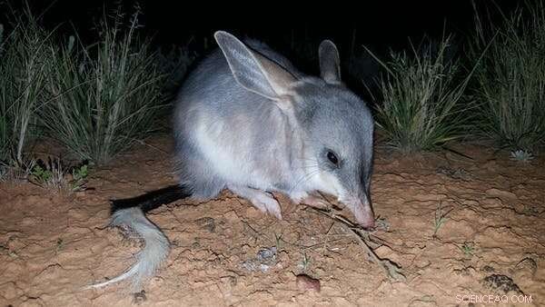 Predator Reintroduction: Can It Save Endangered Species?