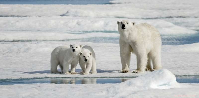 Polar Bears and Reindeer: Understanding Changing Arctic Dynamics